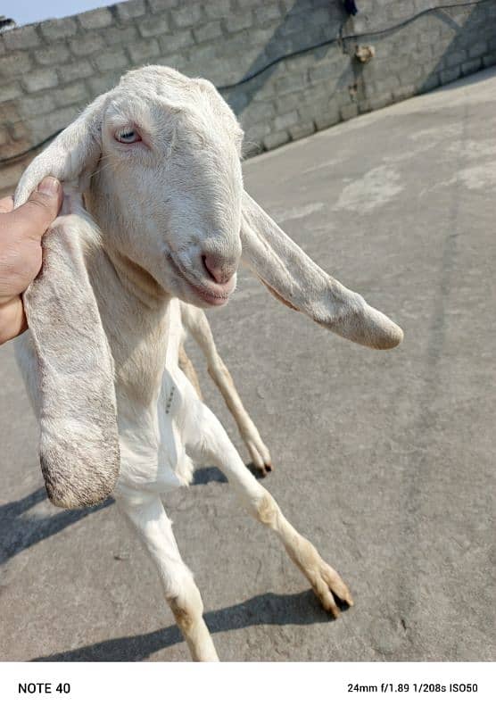 Betal bakri 0