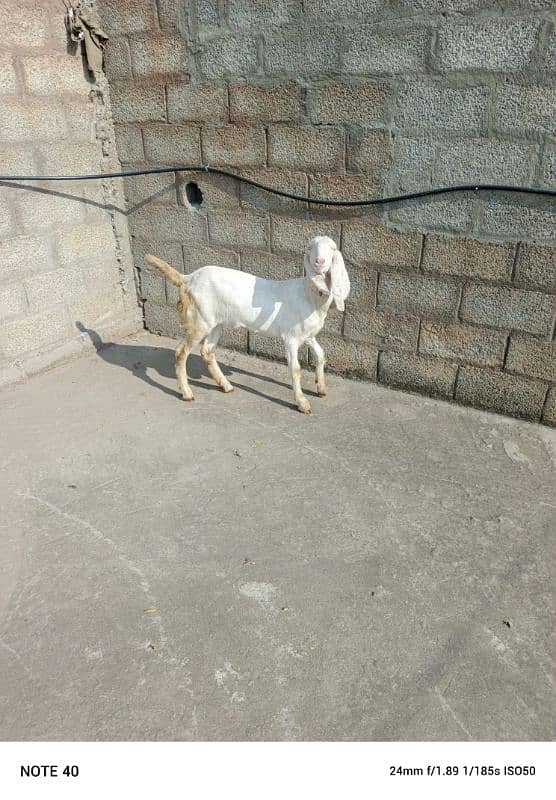 Betal bakri 2