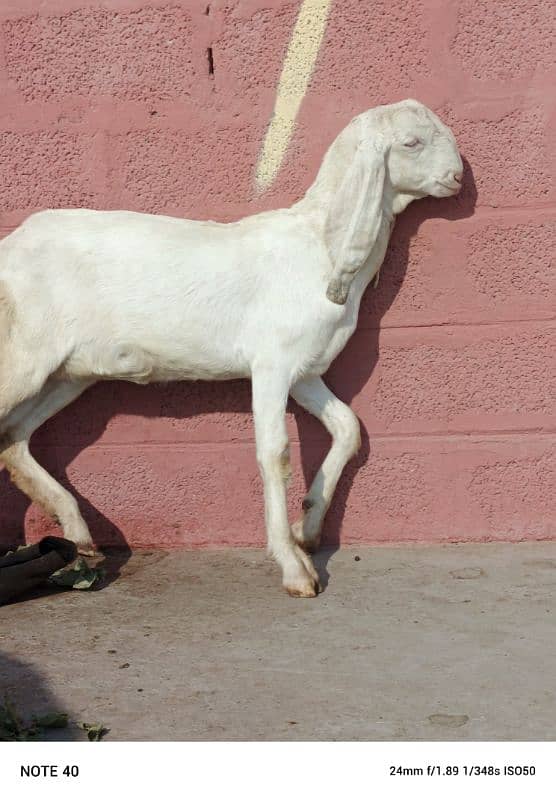 Betal bakri 3