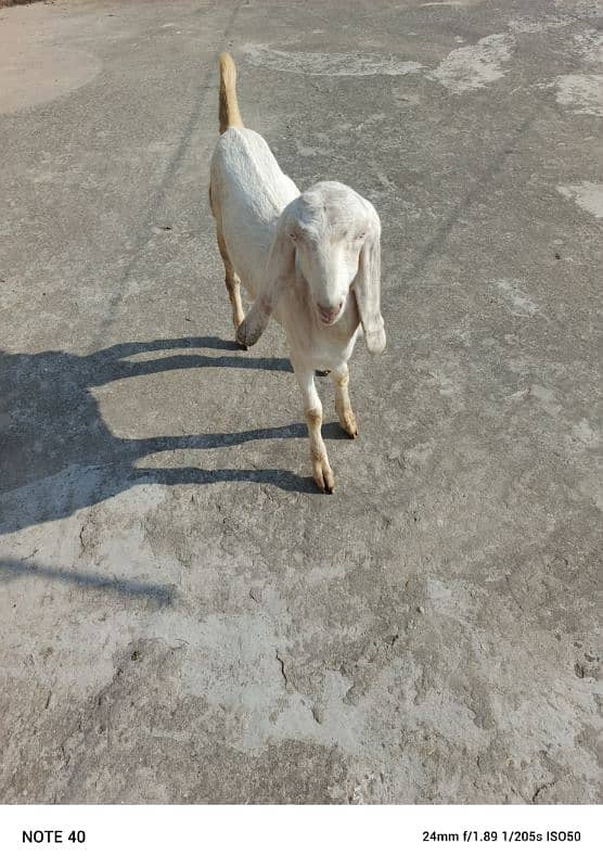 Betal bakri 5