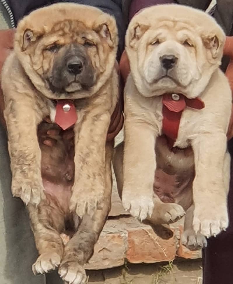 Alabai Dog pair | King Alabai Breed | Alabai Puppies 0