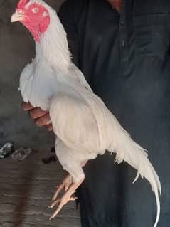 Heera Male for sale