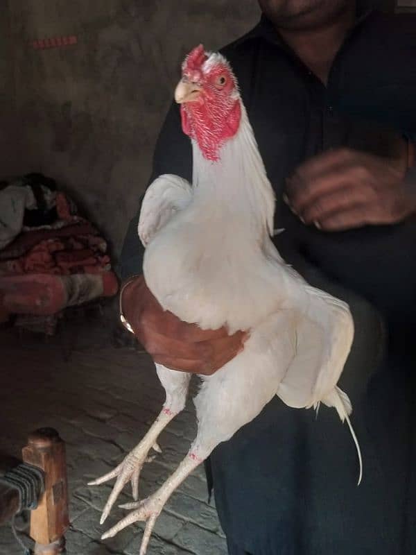 Heera Male for sale 3