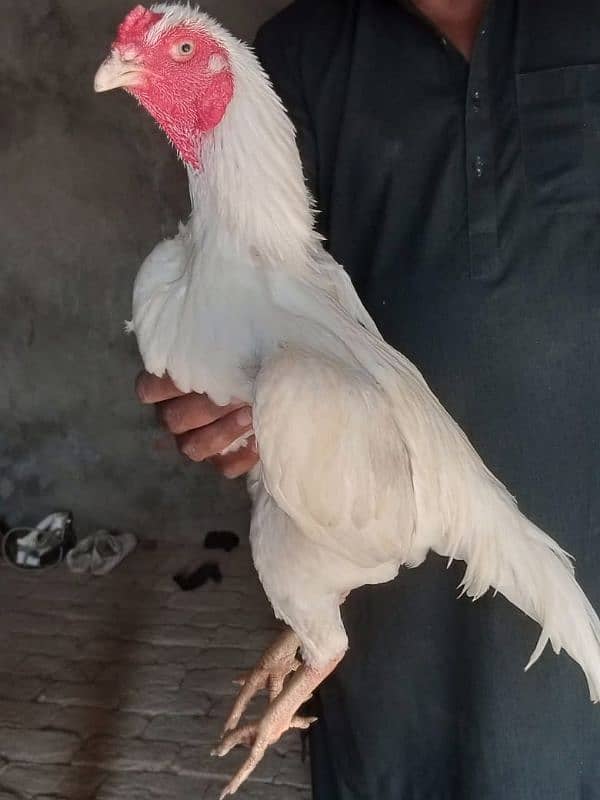 Heera Male for sale 4