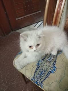 4 months old Male Persian Cat Triple Coated