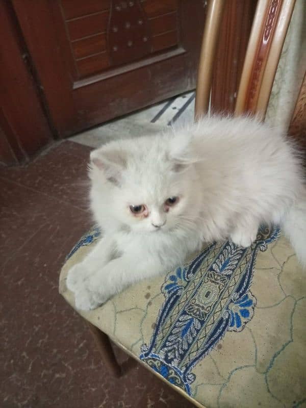 4 months old Male Persian Cat Triple Coated 0