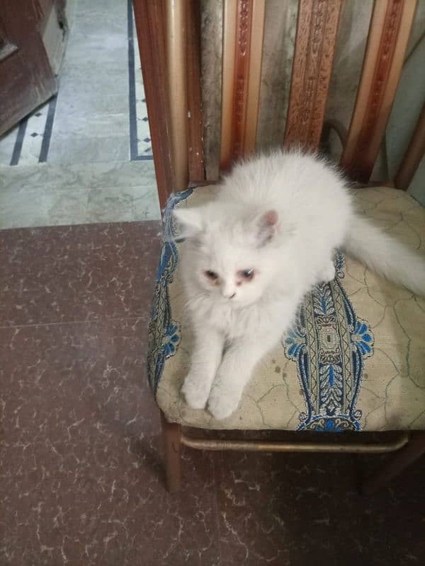 4 months old Male Persian Cat Triple Coated 1