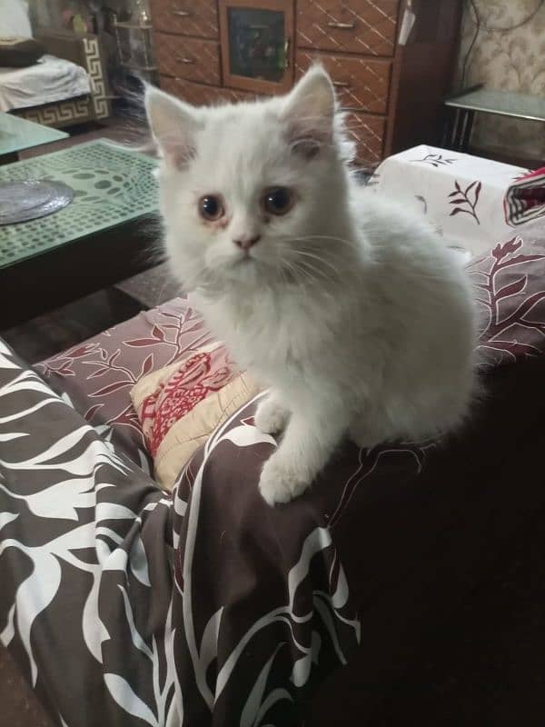 4 months old Male Persian Cat Triple Coated 2