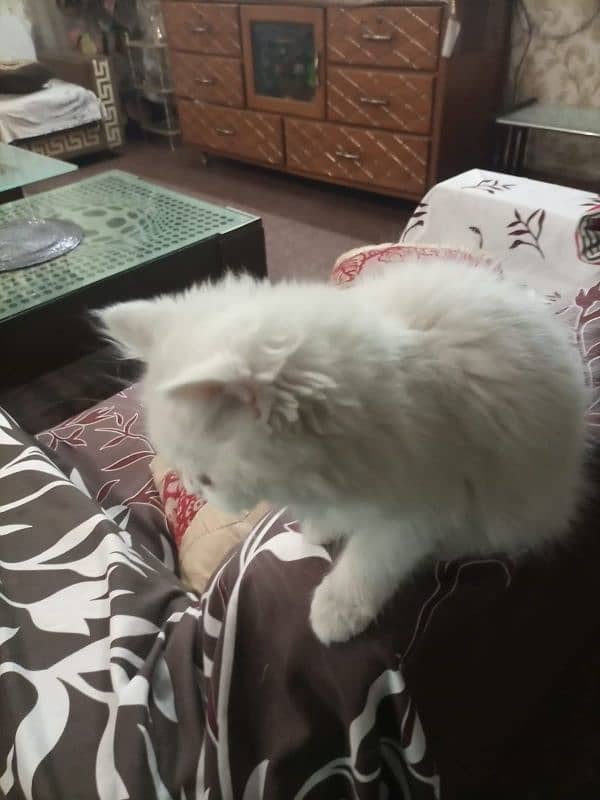 4 months old Male Persian Cat Triple Coated 3