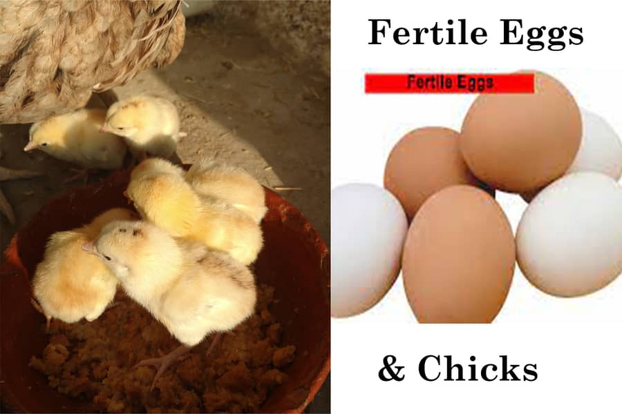 Quality Aseel chicks & Fertile Eggs | Amroha + Mianwalii | Misri Pair 0