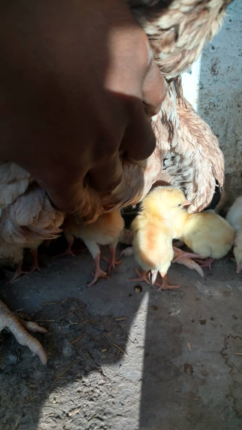 Quality Aseel chicks & Fertile Eggs | Amroha + Mianwalii | Misri Pair 1