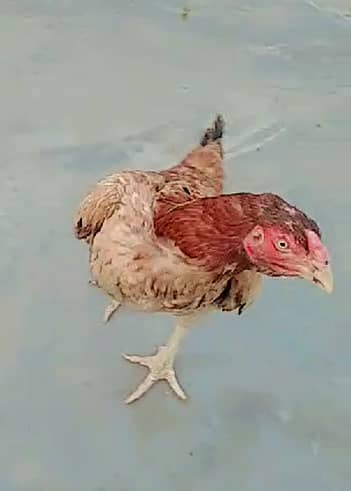 Quality Aseel chicks & Fertile Eggs | Amroha + Mianwalii | Misri Pair 5