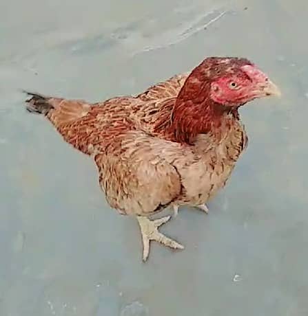 Quality Aseel chicks & Fertile Eggs | Amroha + Mianwalii | Misri Pair 6