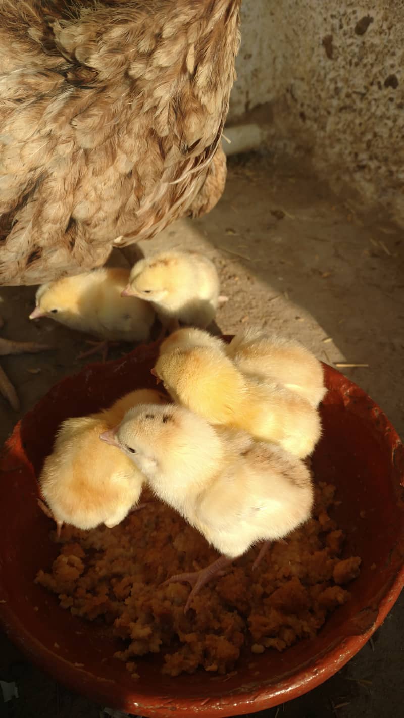 Quality Aseel chicks & Fertile Eggs | Amroha + Mianwalii | Misri Pair 10