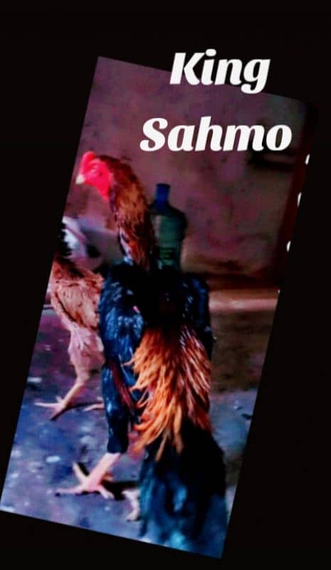 king sahmo for sell 0