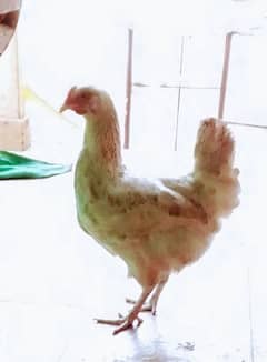 golden misri female  male home raised