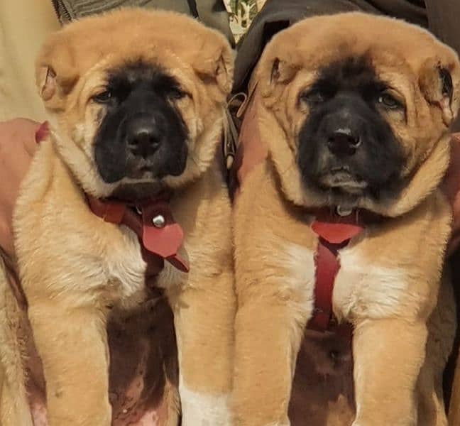 kurdas Kangal dog pair 3 months for sale security dog 0