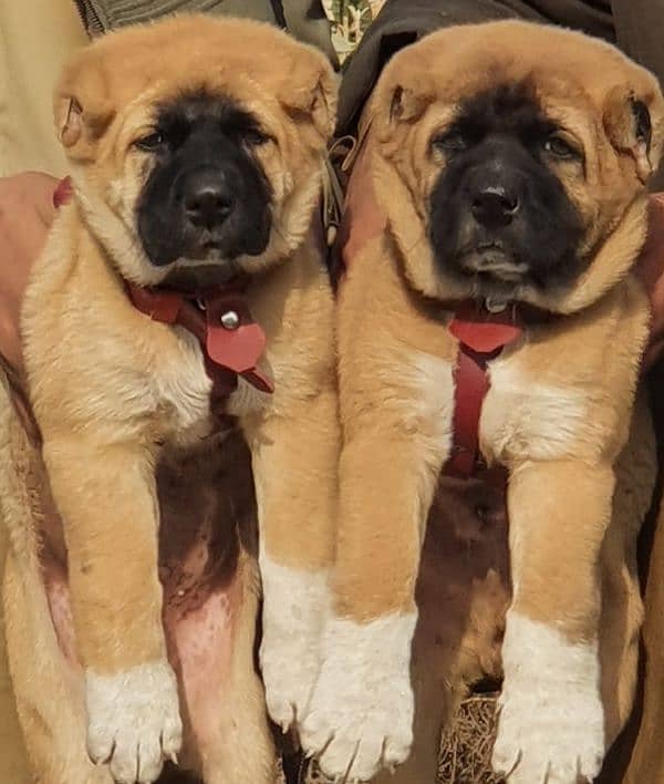 kurdas Kangal dog pair 3 months for sale security dog 1