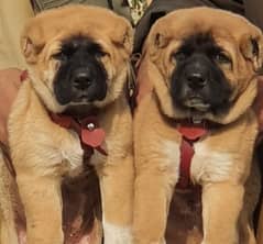 kurdas Kangal dog pair 3 months for sale security dog