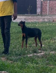 Doberman female available for farm house's