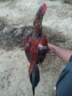 Aseel mianwali |Aseel Murga | Mianwali Murga| Aseel Hen | Hen for sale