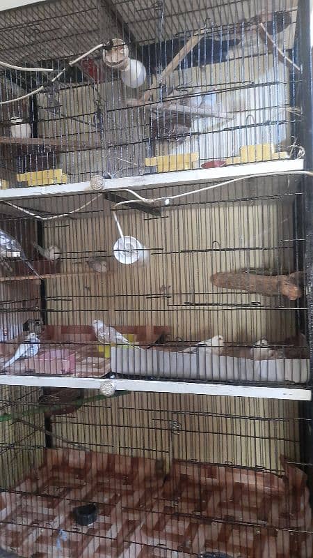 4 or 6 portion strong quality iron cages urgently sale 03044976220 2