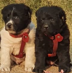 alabai dog pair 2 months for sale security dog