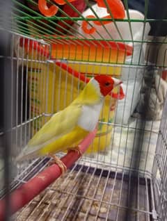 Red eye gouldian fertil male 1.5 age