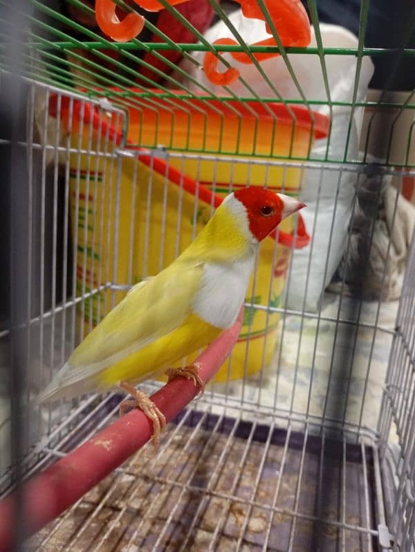 Red eye gouldian fertil male 1.5 age 0