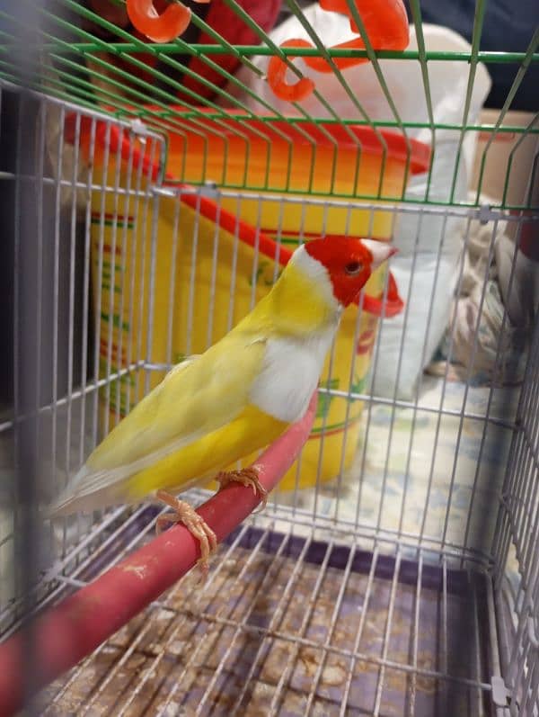 Red eye gouldian fertil male 1.5 age 1