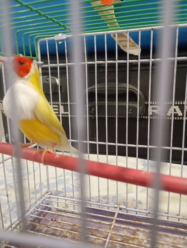 Red eye gouldian fertil male 1.5 age 4