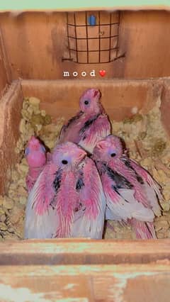 Cockatiels chicks V pied