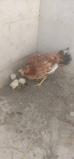 chick