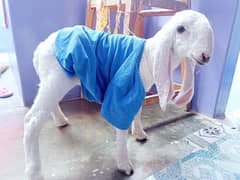 2-Month-Old Baby Sheep for Sale – PKR 30,000