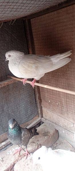 pigeon 5