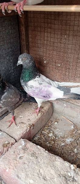 pigeon 6