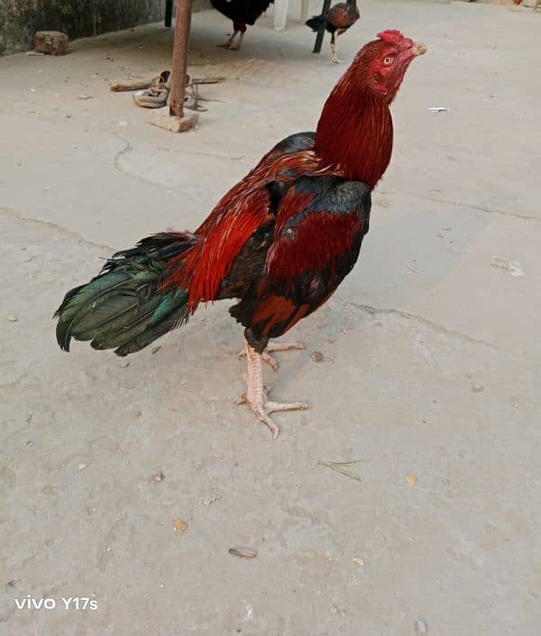 Hens for sale ,,, Aseel and Desi ,, Healthy 0