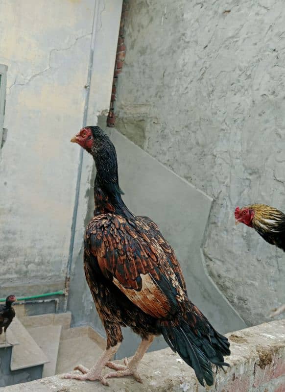 Hens for sale ,,, Aseel and Desi ,, Healthy 1