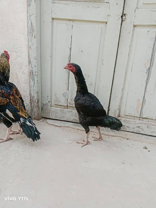 Hens for sale ,,, Aseel and Desi ,, Healthy 2