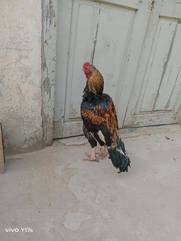 Hens for sale ,,, Aseel and Desi ,, Healthy 3