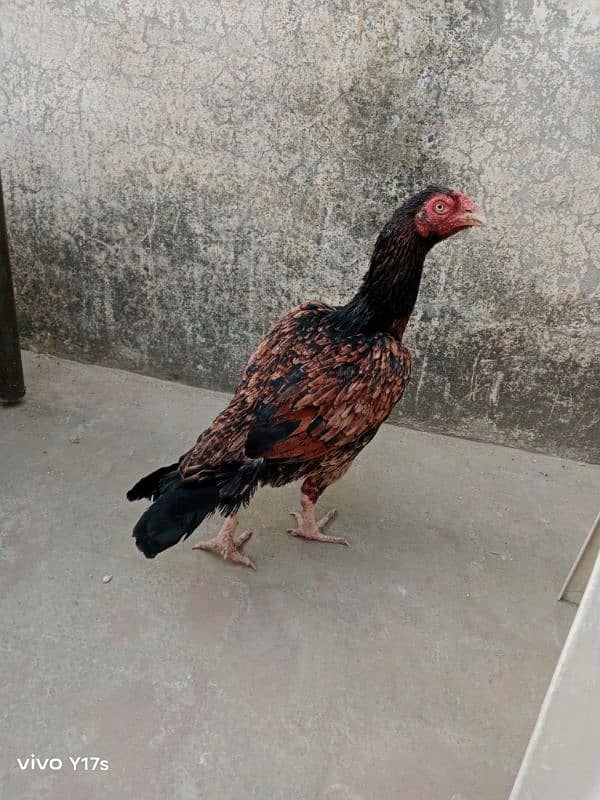 Hens for sale ,,, Aseel and Desi ,, Healthy 4