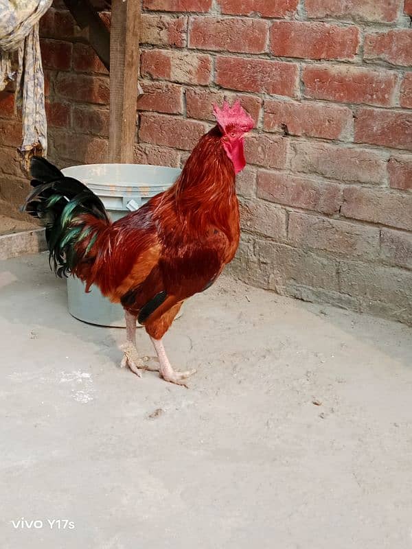 Hens for sale ,,, Aseel and Desi ,, Healthy 5