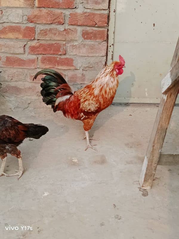 Hens for sale ,,, Aseel and Desi ,, Healthy 6