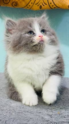 Persian Kittens | Punch Face | Triple Coated | Kittens |  male |female