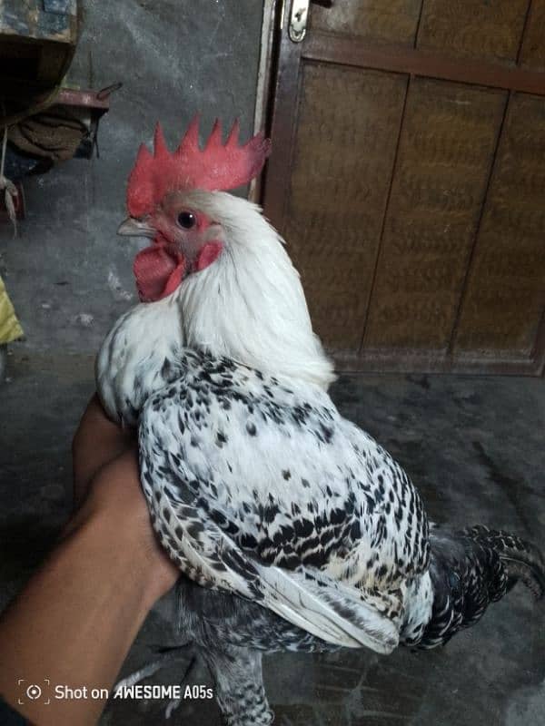 Golden Misri Murga for sale 0