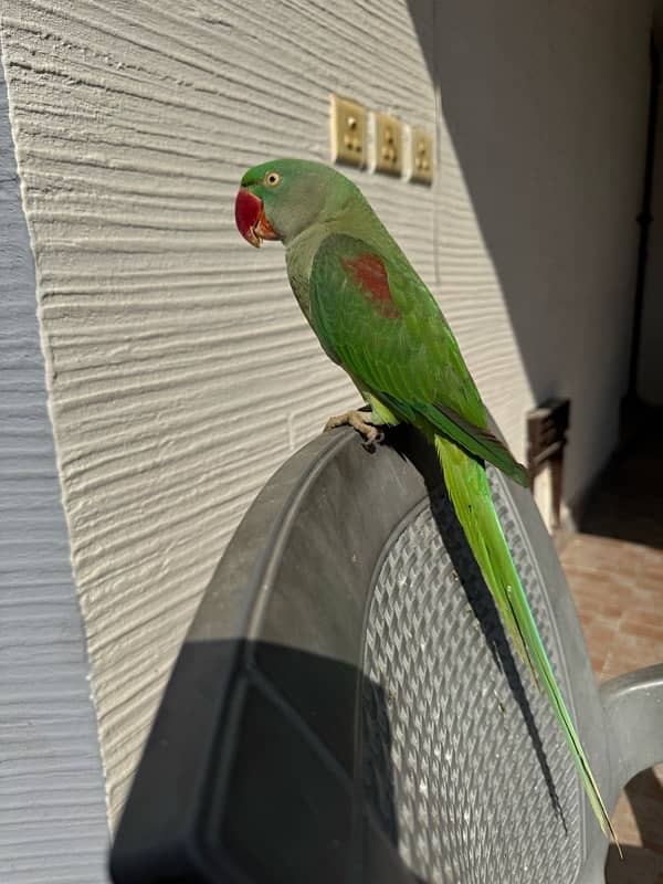 Raw parrot 0