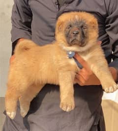 Kurdish Kangal security Dog 2 month male for sale heavy bone