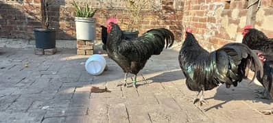 Black Australorp Heritag Fresh Fertile Eggs