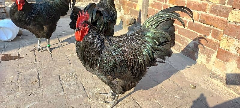 Black Australorp Heritag Fresh Fertile Eggs 4