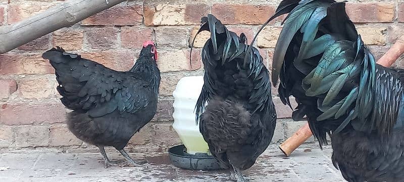 Black Australorp Heritag Fresh Fertile Eggs 5